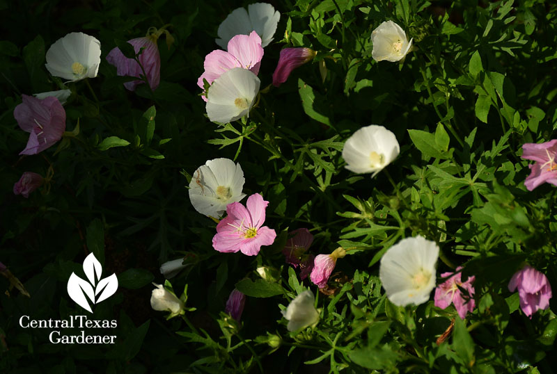 White winecup with pink evening primrose austin garden 