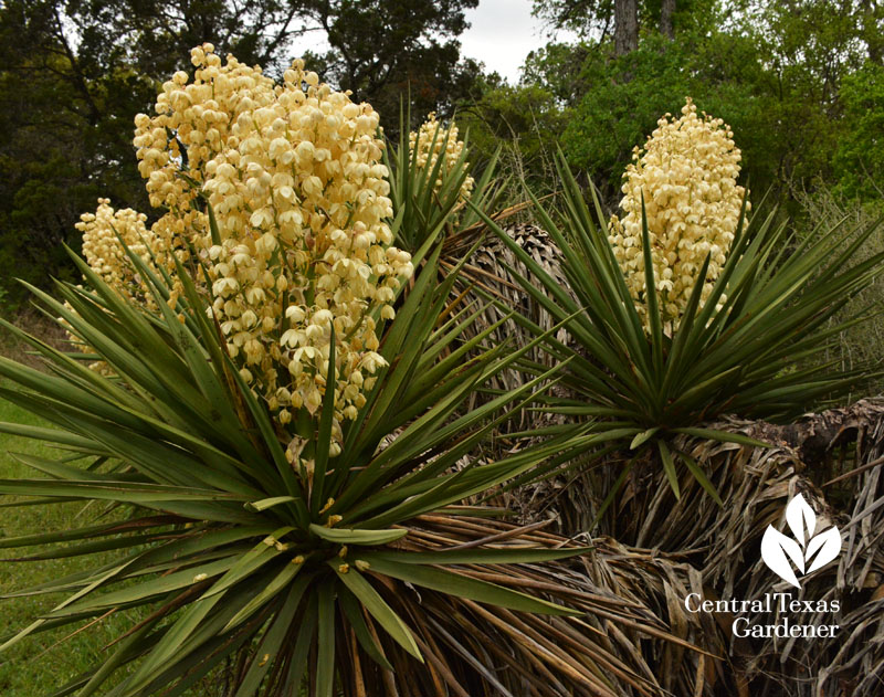 yucca blooms Mayfield Park austin texas 