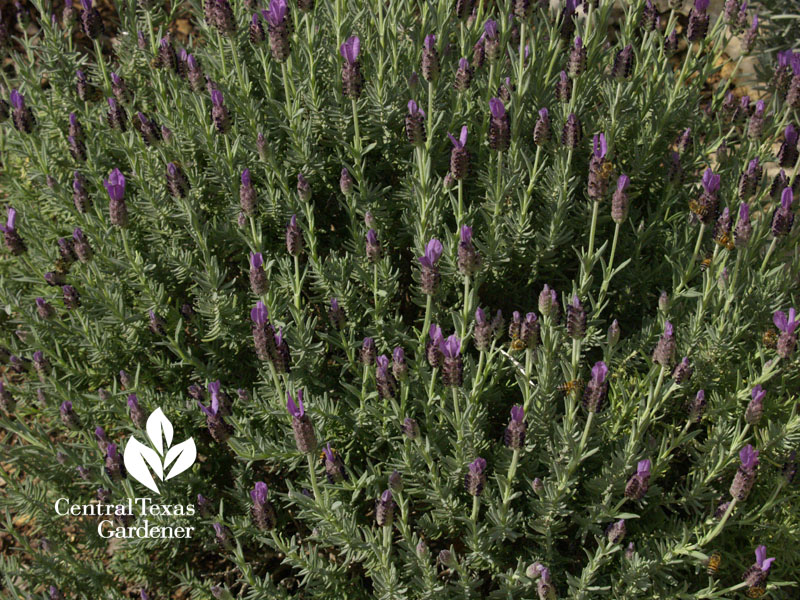 Spanish lavender flowers 