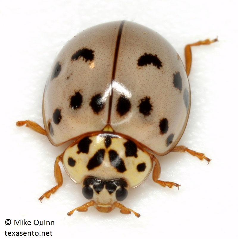 Olla v-nigrum - Ashy Gray Lady Beetle Texas Entomology