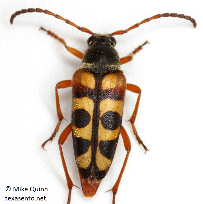 Typocerus sinuatus - Notch-Tipped Flower Longhorn photo by Mike Quinn Typocerus sinuatus - Notch-Tipped Flower Longhorn photo by Mike Quinn