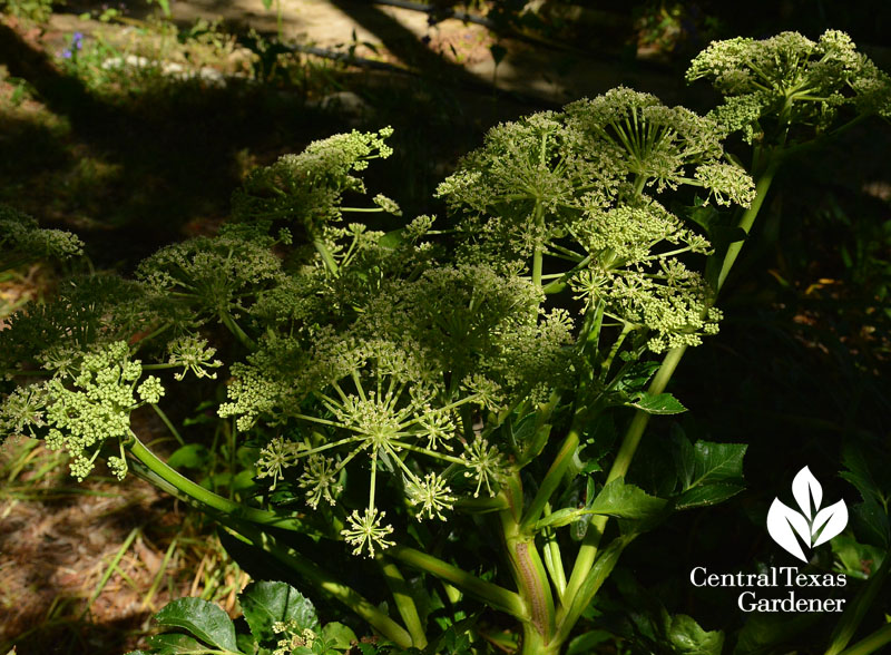 Angelica pachycarpa flowers 