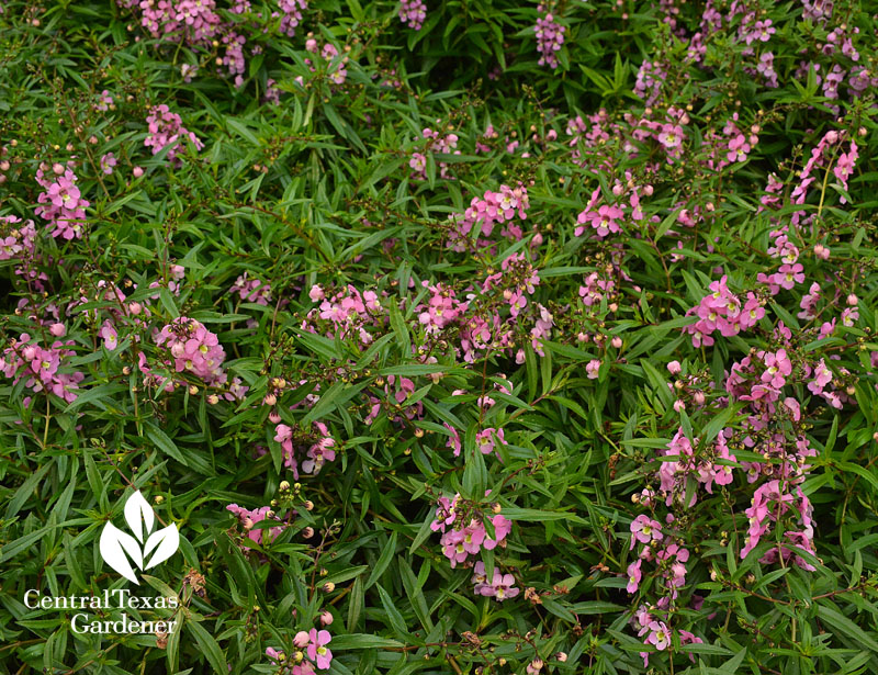 angelonia summer annual central texas gardener 