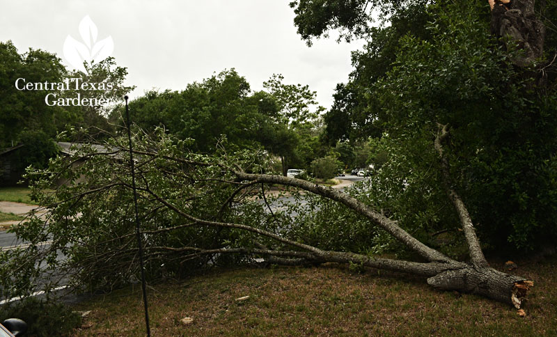 Arizona ash split by wind