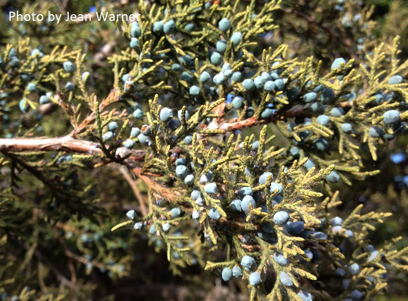 spider mites on ashe juniper cedar tree spider mites on ashe juniper cedar tree