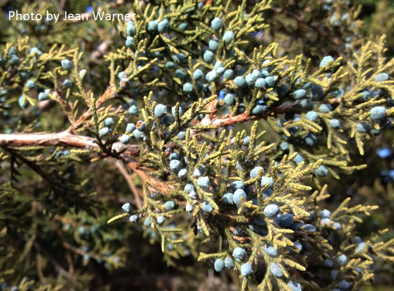 spider mites on ashe juniper cedar tree 