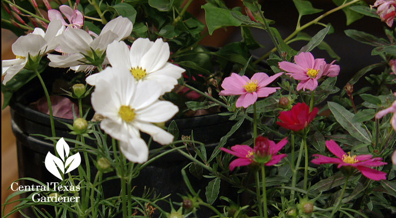 Cosmos summer annuals Bloomers 
