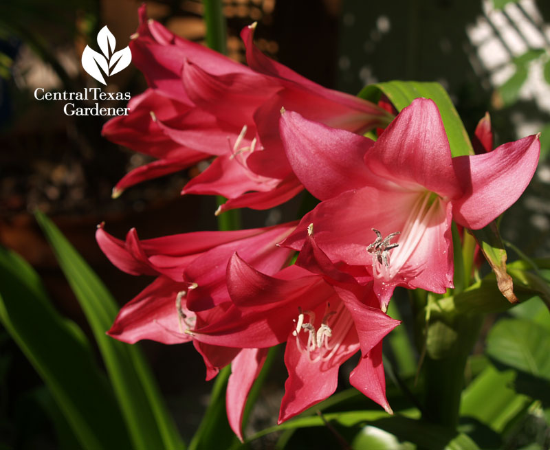 crinum Ellen Bousanquet austin texas