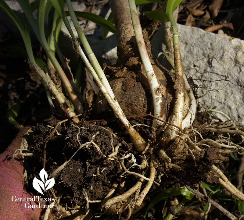 divide crinum lily bulbs 