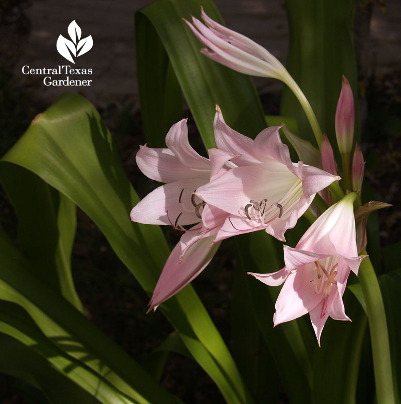 Pink crinum lily Central Texas Gardener