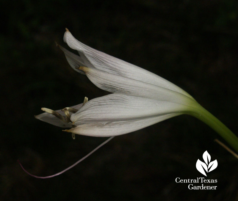 white crinum lily central texas gardener 