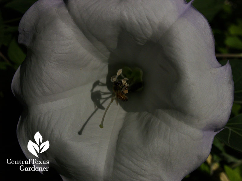 Bee on Datura wrightii Bee on Datura wrightii