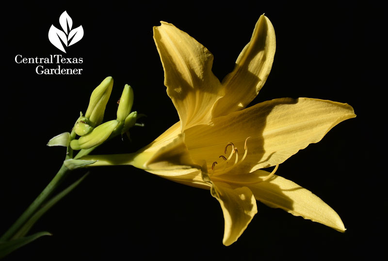 daylily in psycho light central texas 