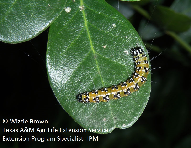 Genista caterpillar photo by Wizzie Brown Texas A&M AgriLife Extension