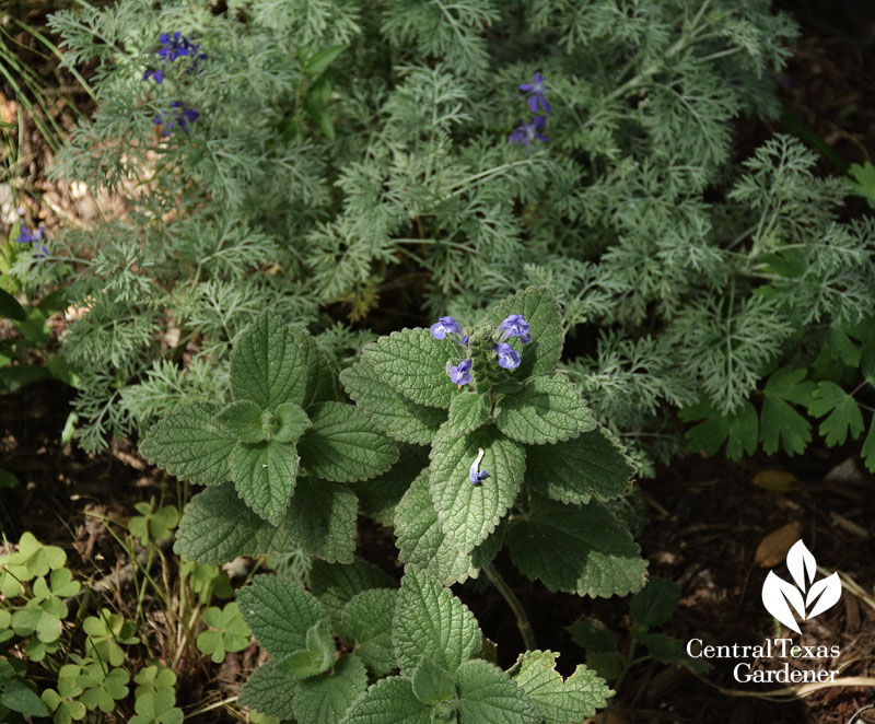 heartleaf skullcap artemesia larkspur austin texas 