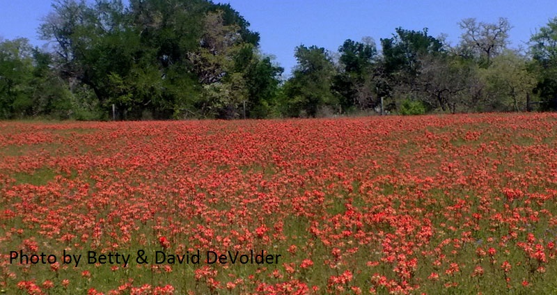 Indian paintbrush field photo by Betty and David DeVolder