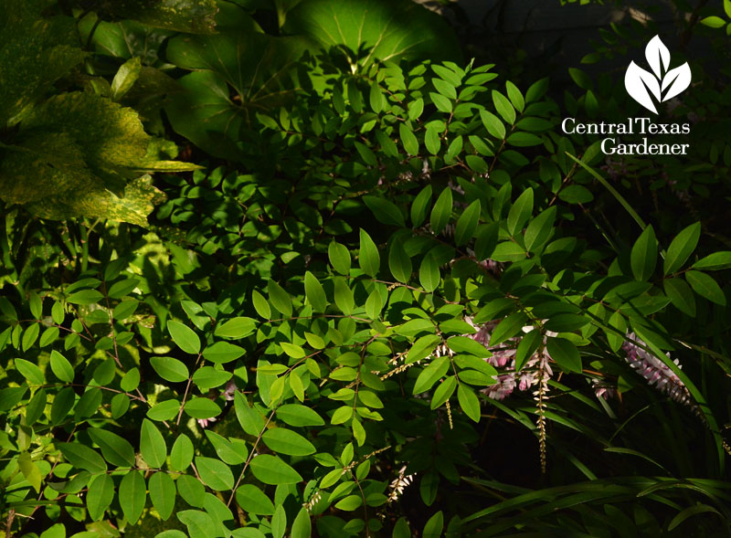 indigofera kirlowii Central Texas Gardener