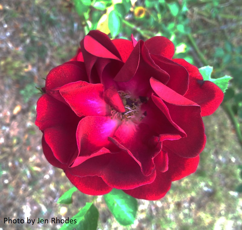 Dr. Huey climber root stock rose Dr. Huey climber root stock rose