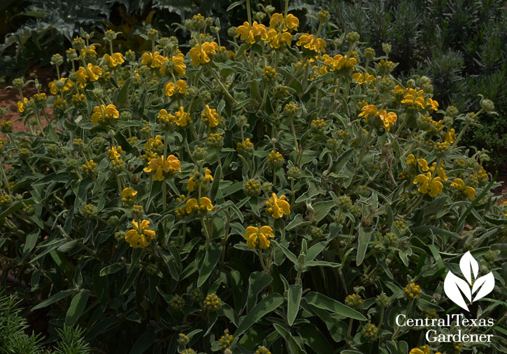 Jerusalem sage at Monument Cafe garden Georgetown Jerusalem sage at Monument Cafe garden Georgetown