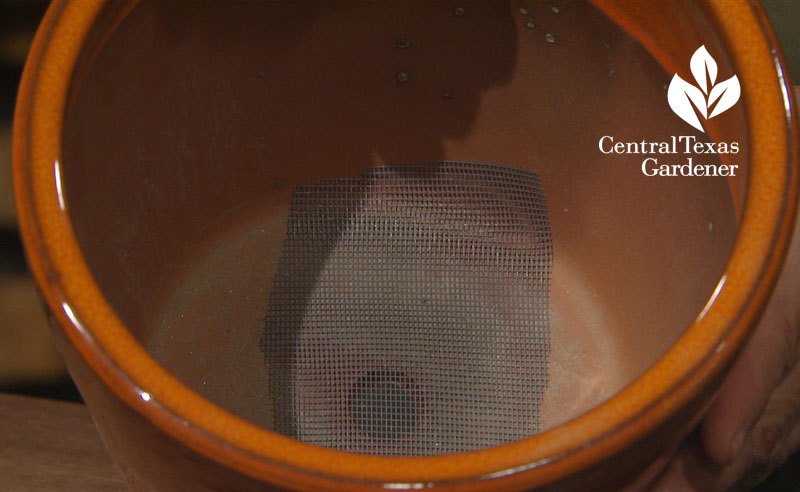 Screen in pot to fend off ants John Dromgoole Central Texas Gardener Screen in pot to fend off ants John Dromgoole Central Texas Gardener