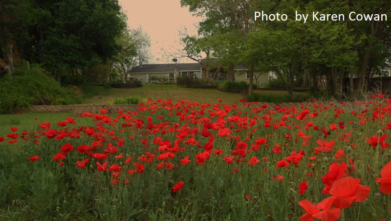 Poppy field Georgetown Texas photo by Karen Cowan 