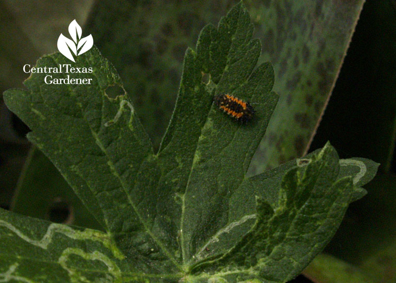 ladybug larva on winecup central texas gardener 