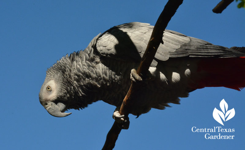 African Gray parrot outside for a visit with central texas gardener 