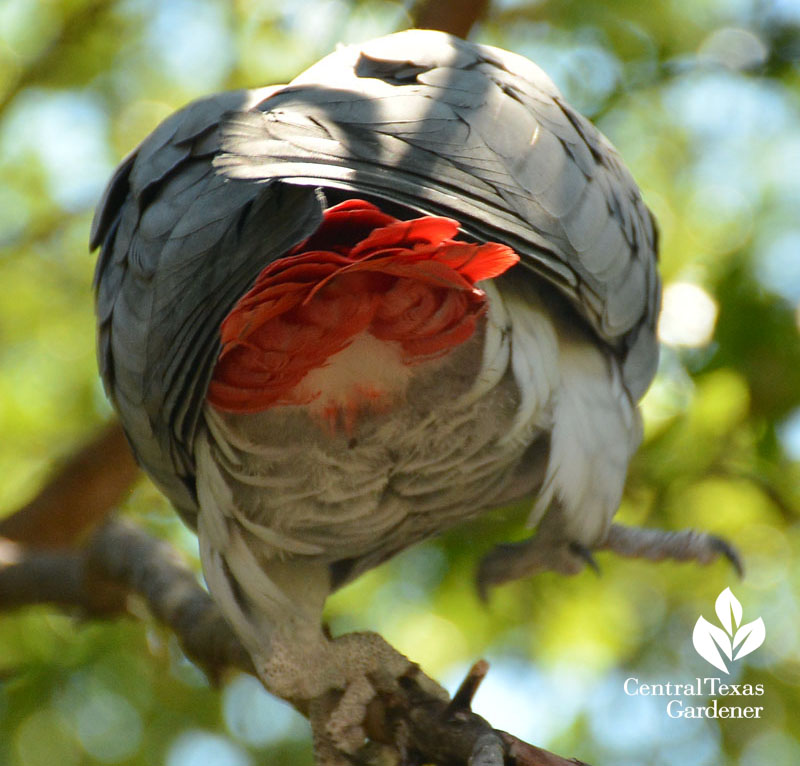 African Gray parrot outside for a visit with central texas gardener 