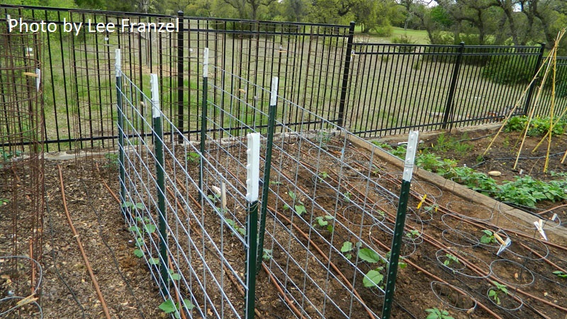 Cattle panel vegetable support Lee Franzel Comal County Master Gardeners 