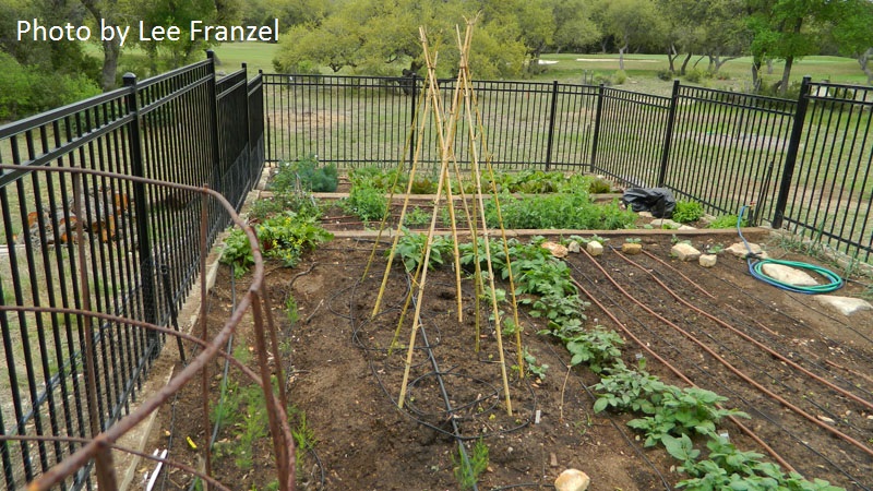 Teepee bean Lee Franzel Comal County Master Gardeners