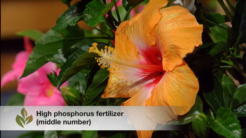 how fertilize hibiscus 