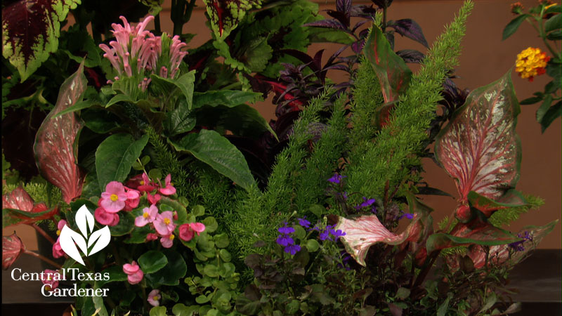 Brazilian plume flower shade container Brazilian plume flower shade container