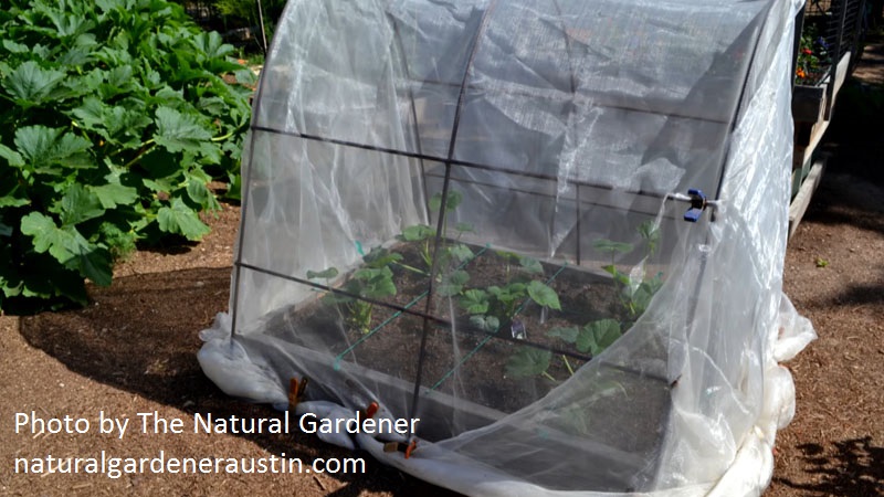 micromesh cover over squash photo by the Natural Gardener 
