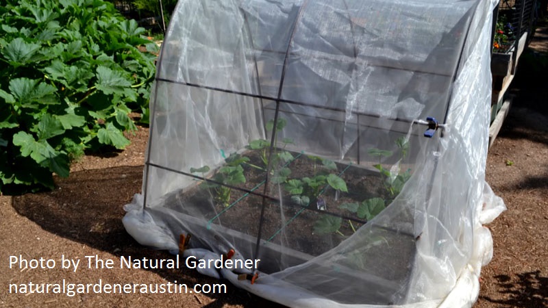 micromesh cover over squash photo by the Natural Gardener micromesh cover over squash photo by the Natural Gardener
