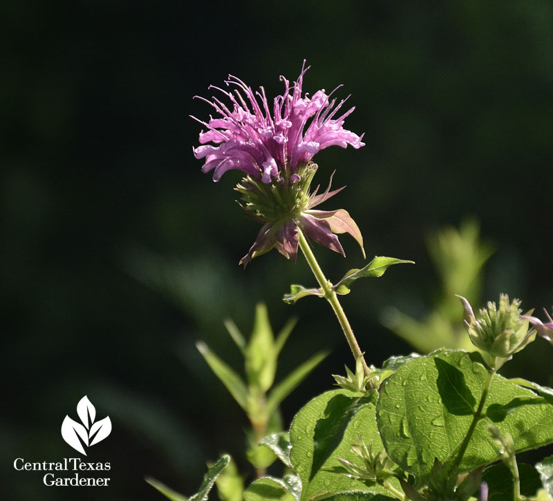 peter's purple monarda central texas gardener 