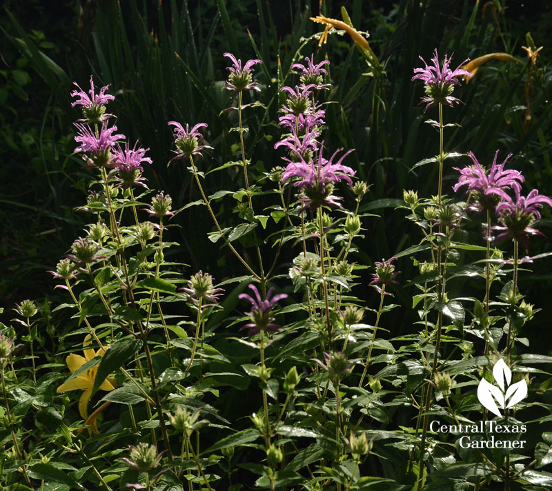 peter's purple monarda central texas gardener 