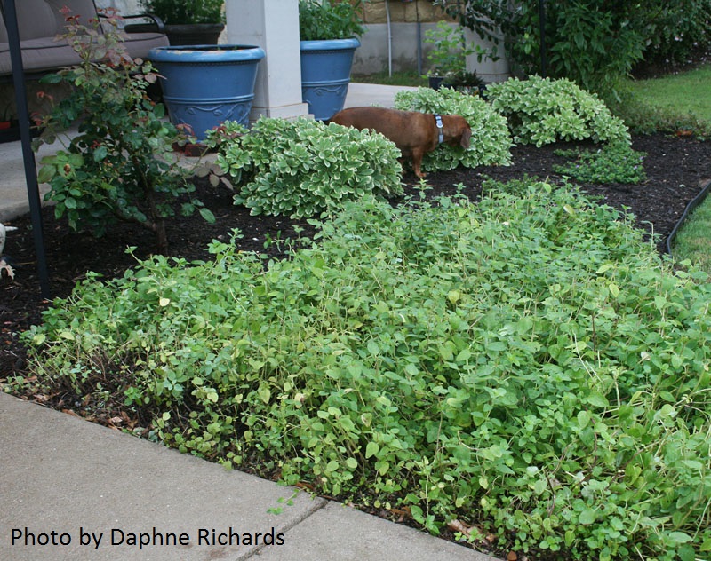 'Mojo' pittosporum and oregano photo by Daphne Richards