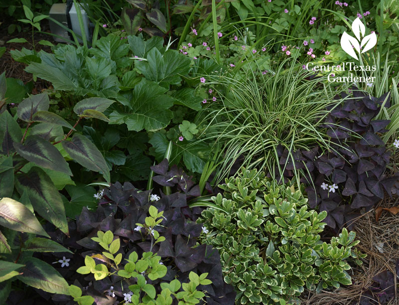 dwarf pittosporum shade plant bed central texas gardener 