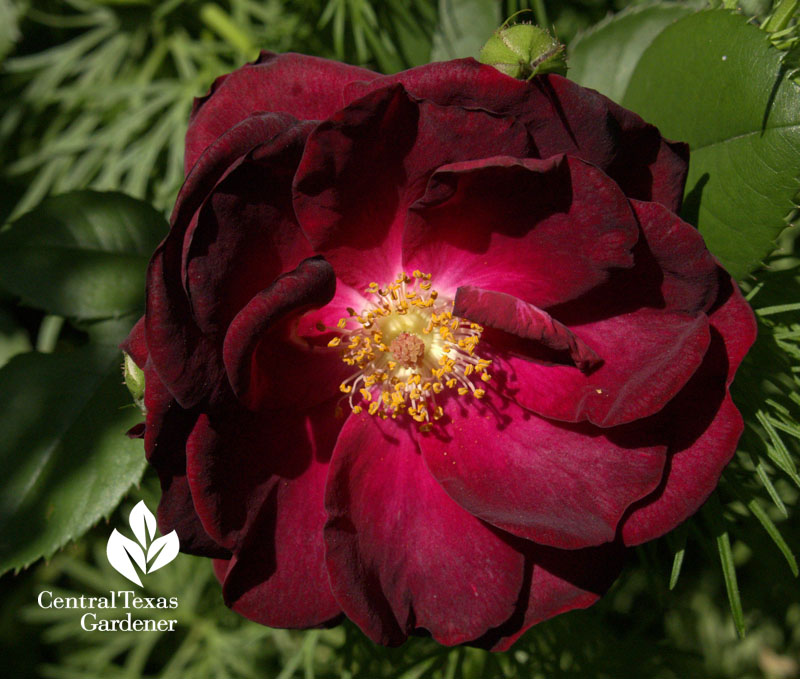 Dr. Huey climber root stock rose 