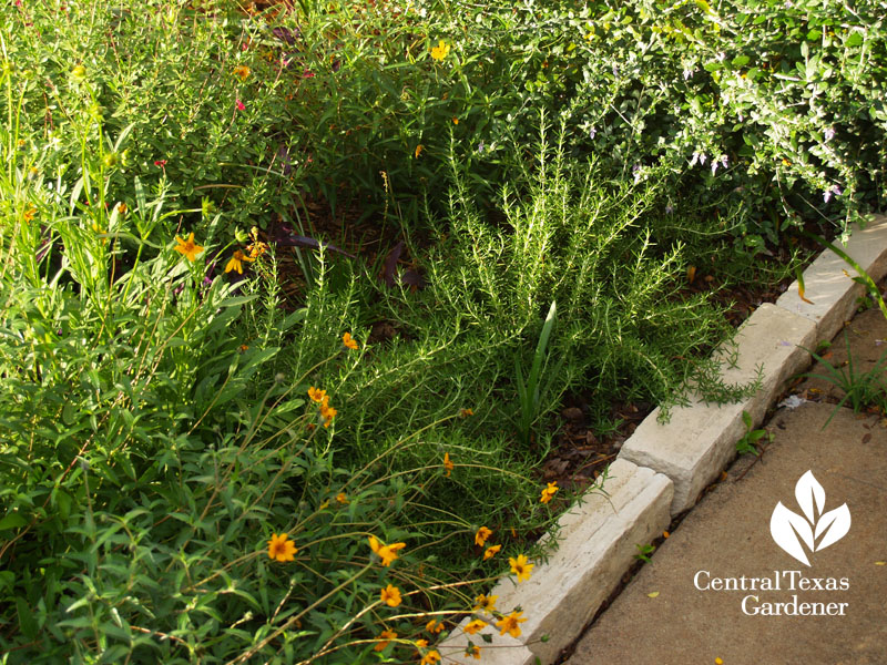 Rosemary Huntington Carpet border 