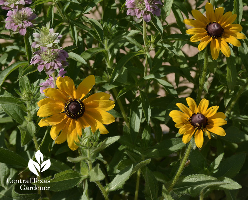 rudbekia and beebalm bee balm elementary school austin rudbekia and beebalm bee balm elementary school austin