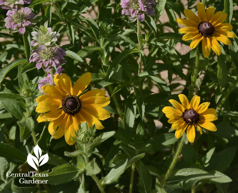 rudbekia and beebalm bee balm elementary school austin 