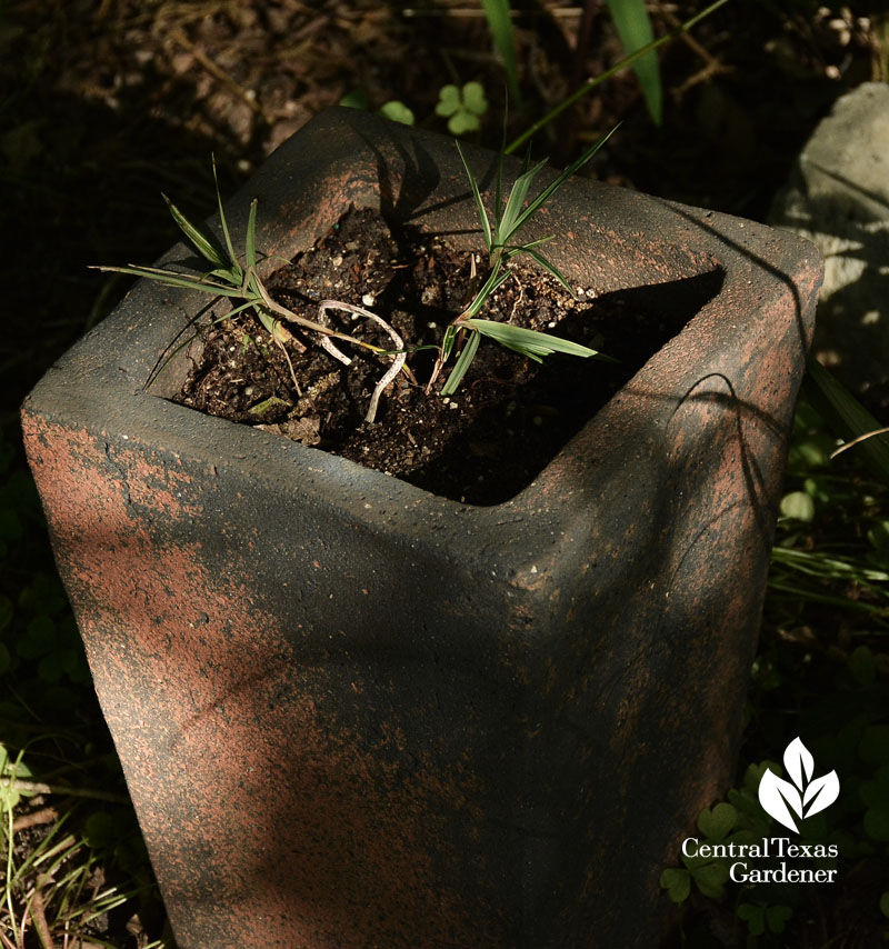 sparkler sedge divided for container central texas gardener 