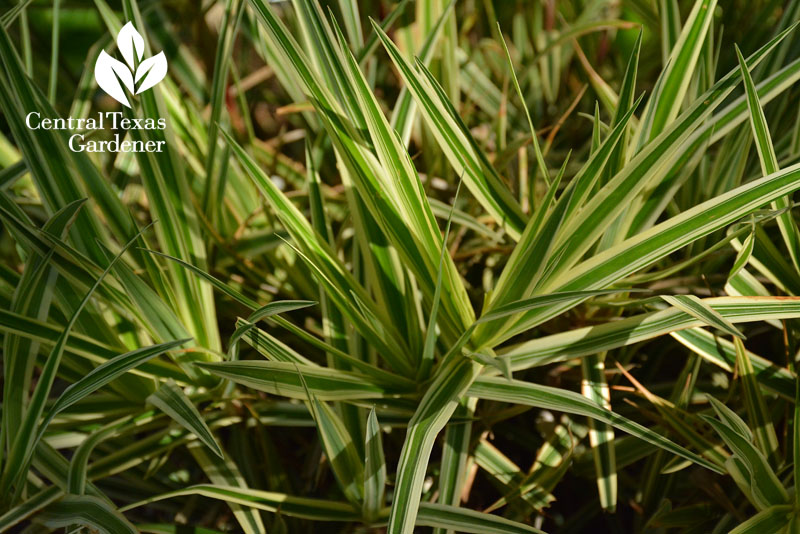 sparkler sedge Travis County Extension sparkler sedge Travis County Extension