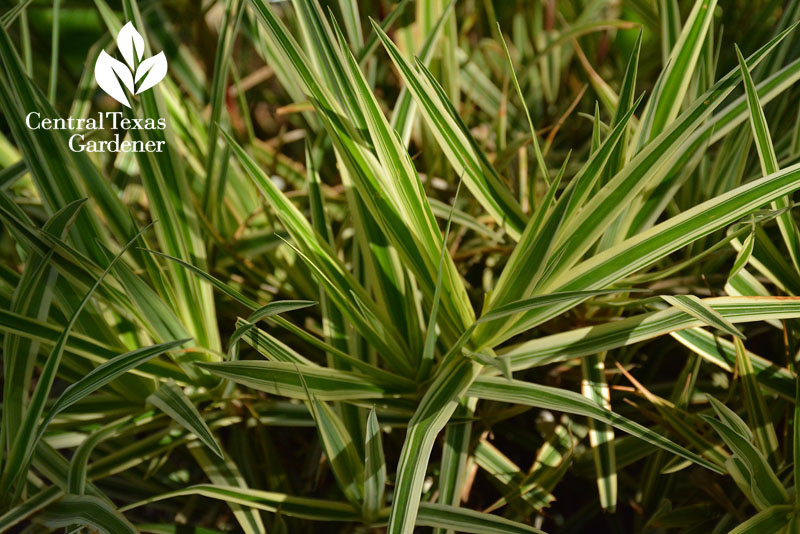 sparkler sedge Travis County Extension