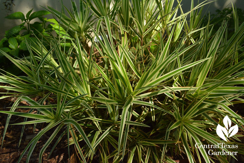 sparkler sedge Travis County Extension 