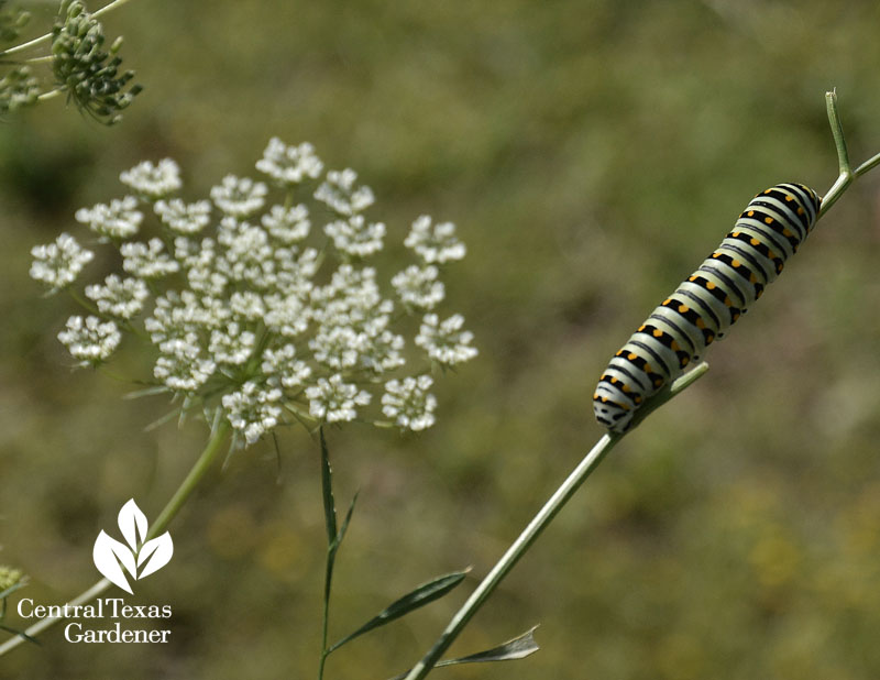 swallowtail caterpillar on parsley central texas gardener