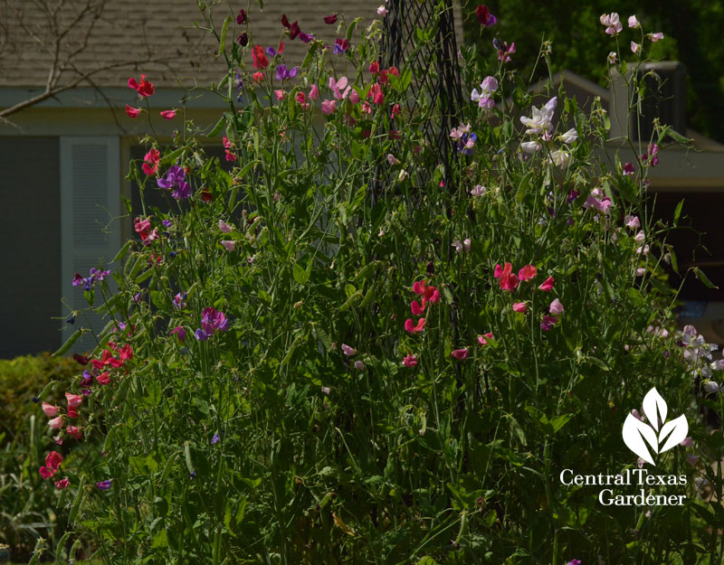 sweet pea trellis austin texas 