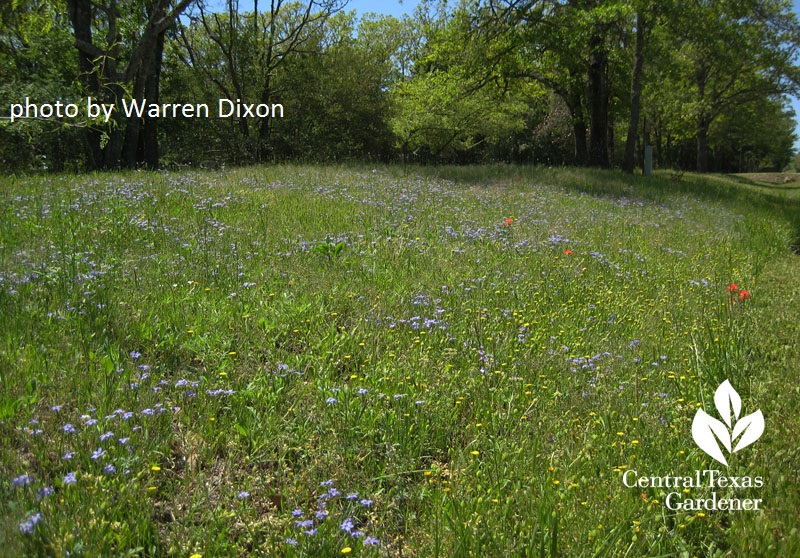 Native Texas vervain field photo by Warren Dixon 