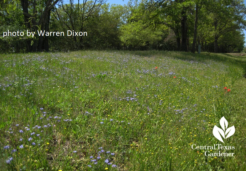 Native Texas vervain field photo by Warren Dixon Native Texas vervain field photo by Warren Dixon